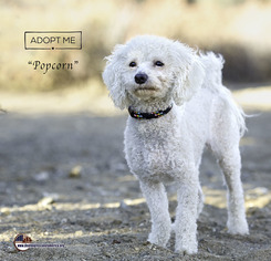 Maltipoo Dogs for adoption in Acton, CA, USA