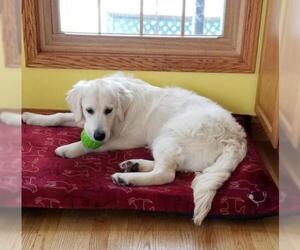 Golden Pyrenees Dogs for adoption in Grafton, WI, USA