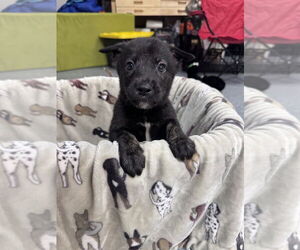 Anatolian Shepherd-Labrador Retriever Mix Dogs for adoption in Lakewood, CO, USA