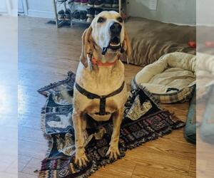 Coonhound Dogs for adoption in Nashville, TN, USA