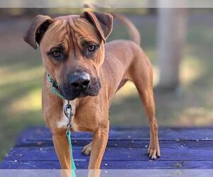 Rhodesian Ridgeback-Unknown Mix Dogs for adoption in Ocala, FL, USA