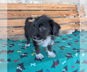 Colliepoo Dogs for adoption in Chico, CA, USA