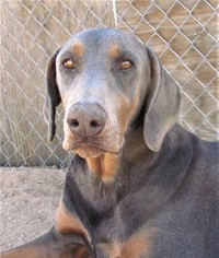Doberman Pinscher Dogs for adoption in San Tan Valley, AZ, USA