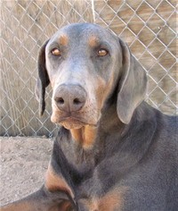 Small Doberman Pinscher