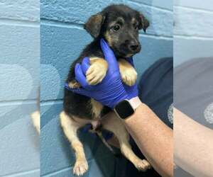 Shepradors Dogs for adoption in SHERBURNE, NY, USA