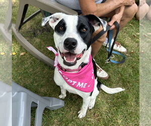 Border Collie-Unknown Mix Dogs for adoption in Brooklyn Center, MN, USA