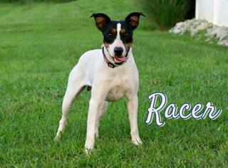 Jack Russell Terrier-Unknown Mix Dogs for adoption in Marion, KY, USA