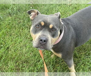 American Pit Bull Terrier-Unknown Mix Dogs for adoption in Millersville, MD, USA