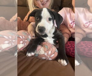 Medium Photo #24 American Pit Bull Terrier-Labrador Retriever Mix Puppy For Sale in Brewster, NY, USA