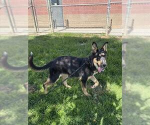 German Shepherd Dog-Unknown Mix Dogs for adoption in Modesto, CA, USA