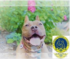 Medium Photo #1 American Pit Bull Terrier-Unknown Mix Puppy For Sale in Fredericksburg, VA, USA