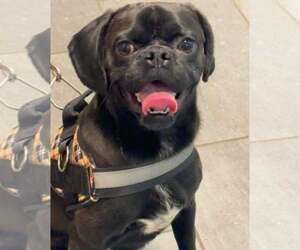 Pug Dogs for adoption in Jackson Township, NJ, USA