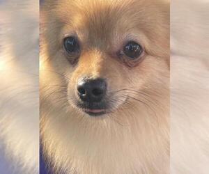 Pomeranian Dogs for adoption in Irvine, CA, USA