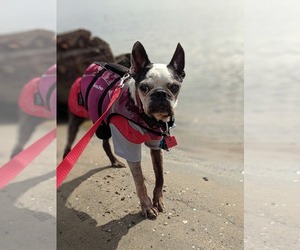 Boston Terrier Dogs for adoption in Huntington Beach, CA, USA