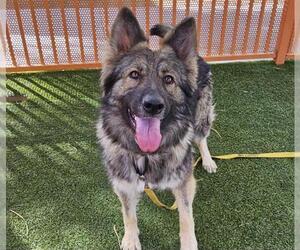 German Shepherd Dog-Unknown Mix Dogs for adoption in Las Vegas, NV, USA