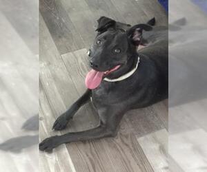 Labrador Retriever-Unknown Mix Dogs for adoption in Saint Louis, MO, USA