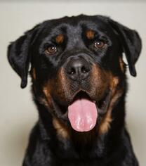 Medium Photo #1 Rottweiler Puppy For Sale in Jamestown, CA, USA