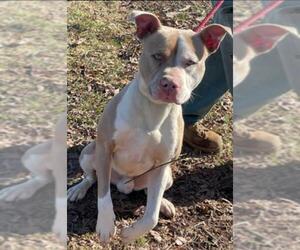 American Pit Bull Terrier Dogs for adoption in Rustburg, VA, USA