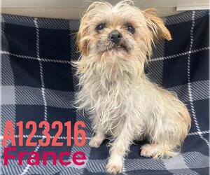 Shih Tzu-Unknown Mix Dogs for adoption in HESPERIA, CA, USA