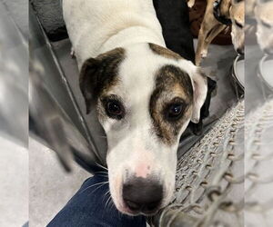 Treeing Walker Coonhound-Unknown Mix Dogs for adoption in Tavares, FL, USA