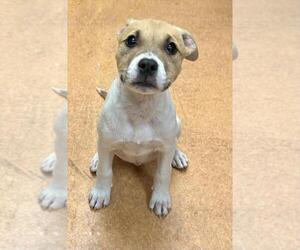 American Pit Bull Terrier-Unknown Mix Dogs for adoption in Martinez, CA, USA