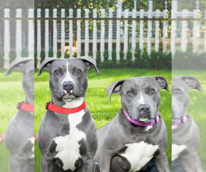 American Staffordshire Terrier-Unknown Mix Dogs for adoption in Lake Forest, CA, USA
