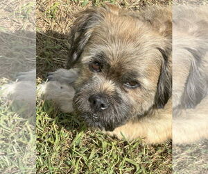 Shiranian Dogs for adoption in Oakhurst, NJ, USA