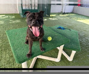 American Staffordshire Terrier-Unknown Mix Dogs for adoption in Pasadena, CA, USA