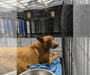 Shiba Inu-Unknown Mix Dogs for adoption in Bakersfield, CA, USA