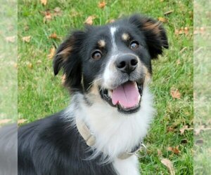 Border-Aussie Dogs for adoption in Fenton, MO, USA