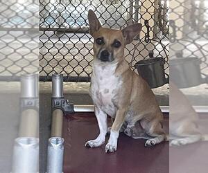 Chihuahua Dogs for adoption in Corpus Christi, TX, USA