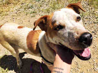 Medium Photo #26 Australian Cattle Dog-Unknown Mix Puppy For Sale in Santa Fe, NM, USA