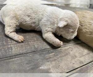 American Pit Bull Terrier Dogs for adoption in Houston, TX, USA