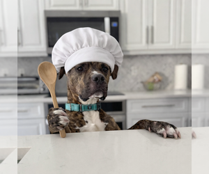 American Staffordshire Terrier-Unknown Mix Dogs for adoption in Lighthouse Point, FL, USA