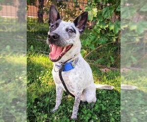 Mutt Dogs for adoption in Sacramento, CA, USA