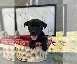 Bulldog-Labrador Retriever Mix Dogs for adoption in garner, NC, USA