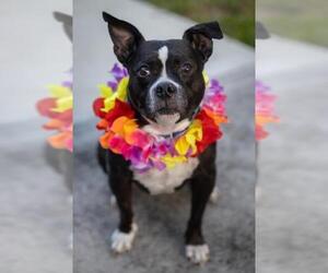 Boston Terrier-Staffordshire Bull Terrier Mix Dogs for adoption in Plantation, FL, USA