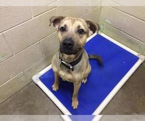 Staffordshire Bull Terrier Dogs for adoption in Pierceton , IN, USA