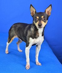 Medium Photo #1 Rat Terrier-Unknown Mix Puppy For Sale in Shakopee, MN, USA