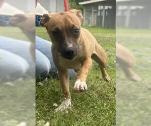 Mutt Dogs for adoption in Wetumpka, AL, USA