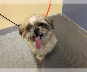 Shih Tzu Dogs for adoption in Orange, CA, USA
