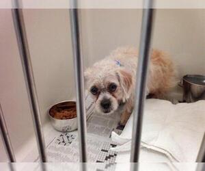 Mutt Dogs for adoption in Las Vegas, NV, USA