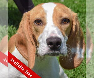 Beagle Dogs for adoption in Huntley, IL, USA