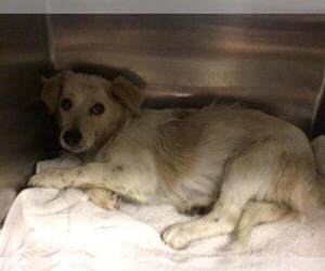 Mutt Dogs for adoption in Riverside, CA, USA