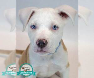 Bulldog-Unknown Mix Dogs for adoption in Kennesaw, GA, USA