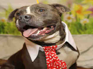 American Pit Bull Terrier Dogs for adoption in Waynesville, NC, USA