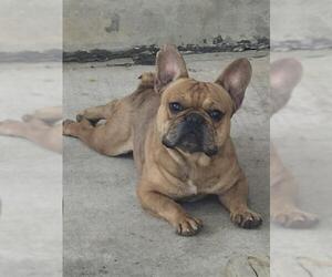 French Bulldog-Unknown Mix Dogs for adoption in San Antonio, TX, USA