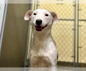 Border Collie-Unknown Mix Dogs for adoption in Santa Rosa, CA, USA