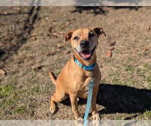 Labrador Retriever-Unknown Mix Dogs for adoption in Ocala, FL, USA