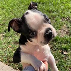 Medium Photo #1 Boston Terrier Puppy For Sale in CHICAGO, IL, USA